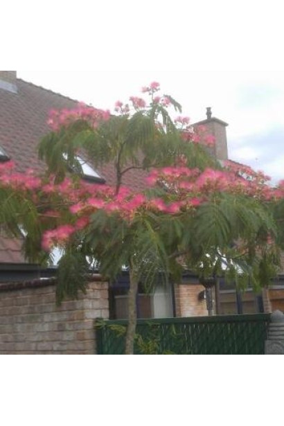 шовкова квітка